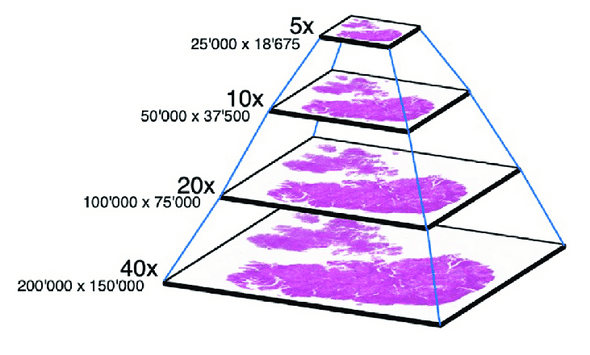 WSI pyramid WSI pyramid